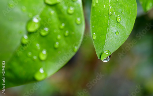 Drops water on green leafs, Natural of raindrop on fresh foliage, After the rain, Close up