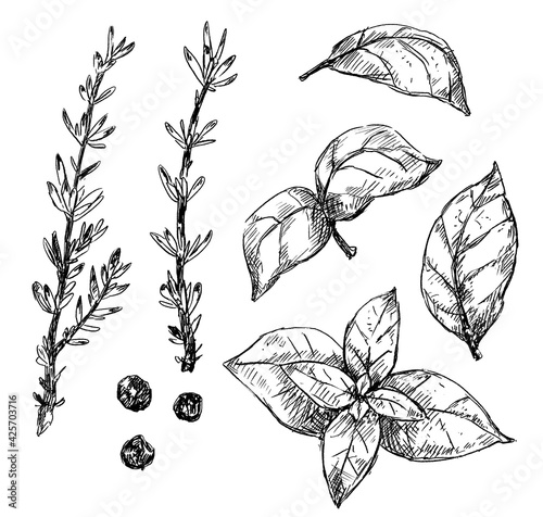 Set of cooking herbs thyme, basil leaves, pepper