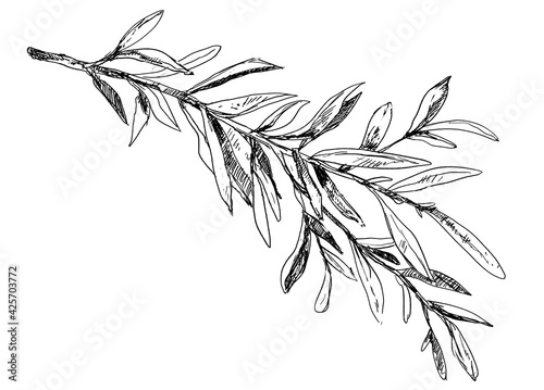 Sketched vintage illustration of olive tree branch