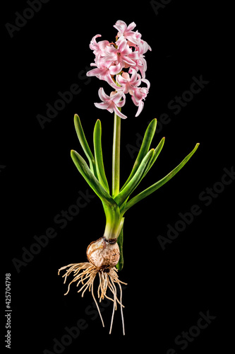 Pink hyacinth with onion  leaves and blossom