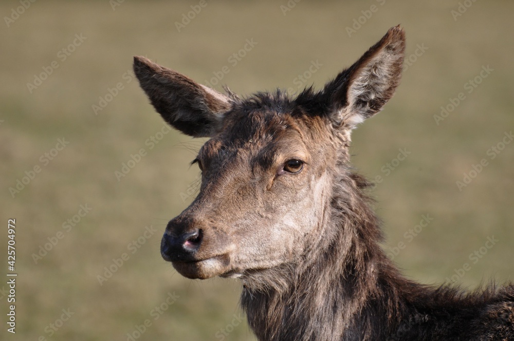 Damhirsch Damhirsch