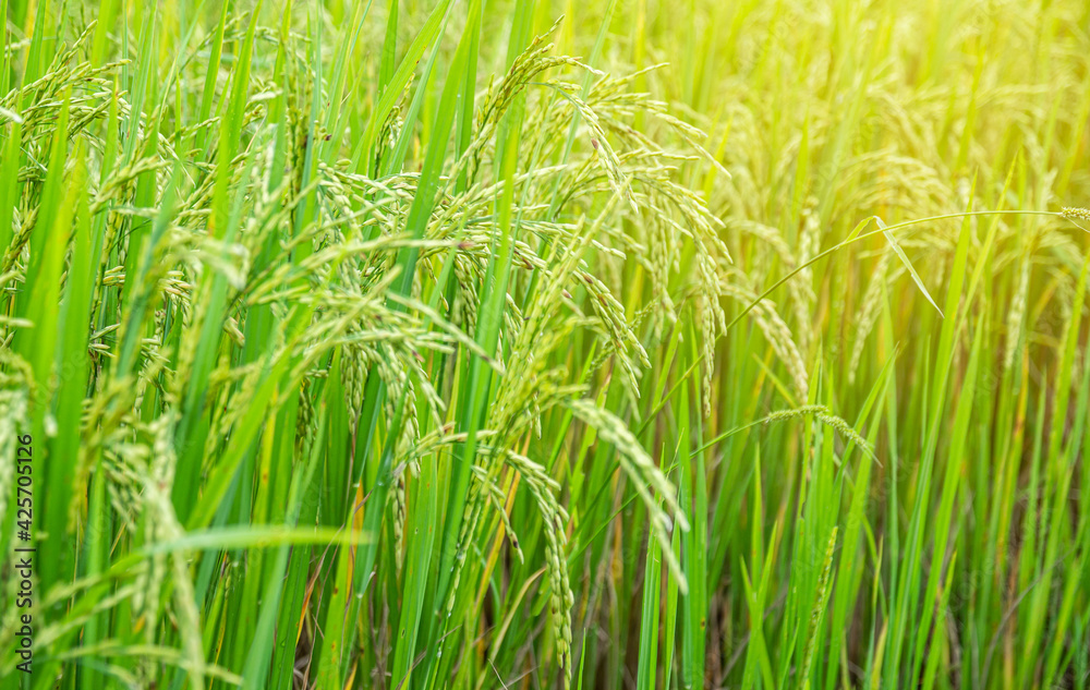 Ear of rice in Paddy field Ear of rice in Paddy field