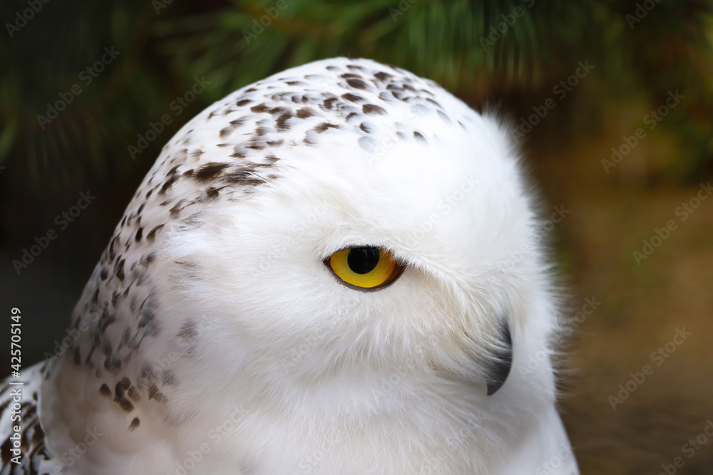 Close up on a white polar owl.