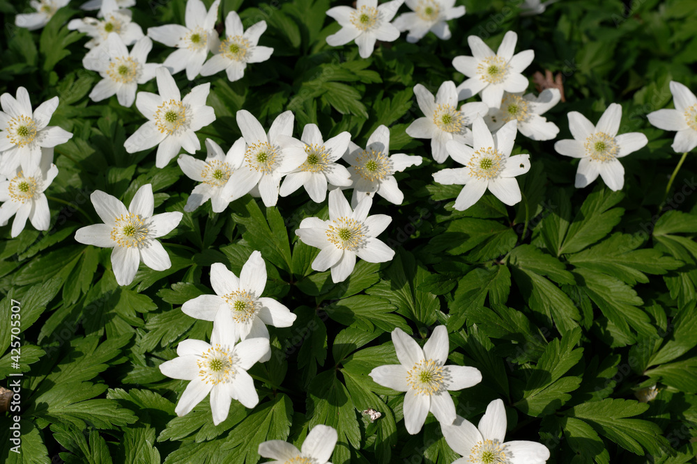 Anemone nemerosa L. , blooming anemone blossoms in a forest Anemone nemerosa L. , blooming anemone blossoms in a forest