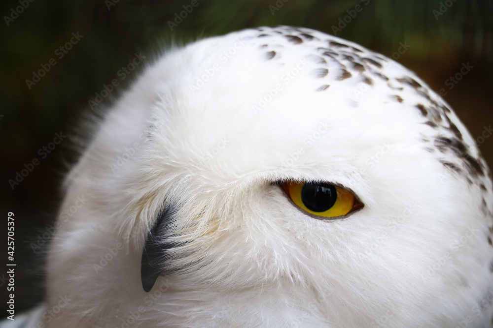 Fototapeta premium The head of a white snowy owl.