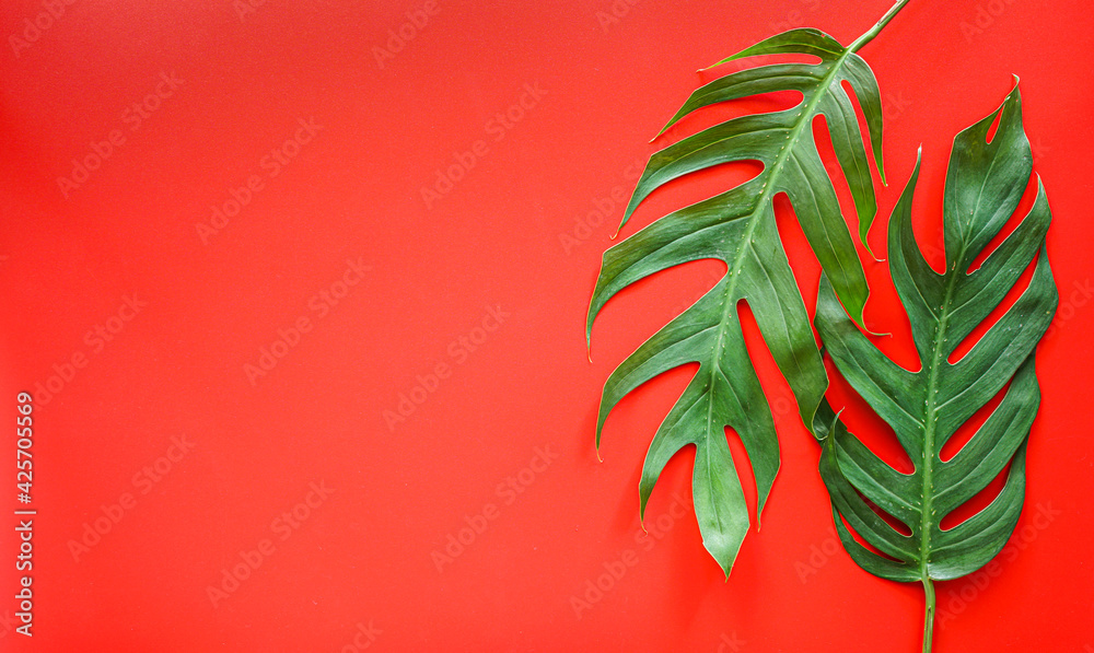 Flat lay of Green tropical Monstera leaf on red background with copy space