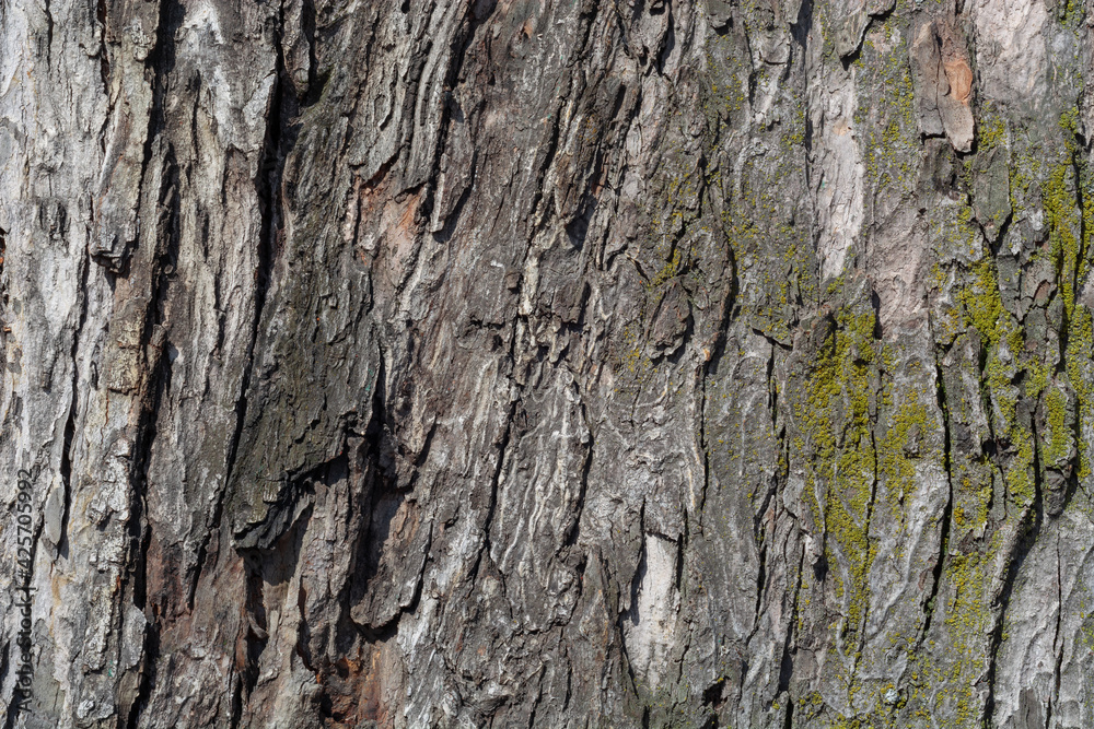 Tree Bark Textured Surface for Background, Texture or Wallpaper. Tree Bark Textured Surface for Background, Texture or Wallpaper.