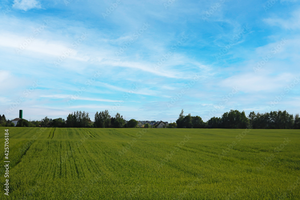 Fototapeta premium Nice view of the green wheat field on a sunny day.
