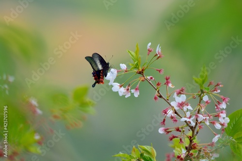 Butterfly from the Taiwan (Papilio hoppo) Bicyclic emerald green phoenix butterfly in the flower.  photo