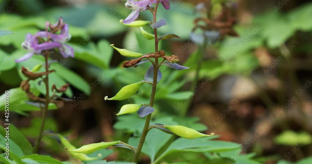 The flower and fruits of the Corydalis solida, the fumewort The flower and fruits of the Corydalis solida, the fumewort