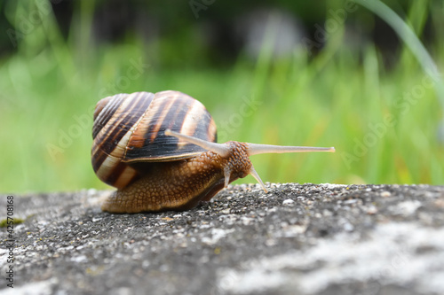 Big snail in shell crawling on road. Helix pomatia also Roman snail, Burgundy snail, edible snail or escargot