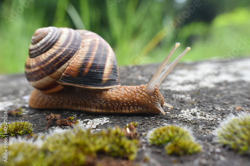 Big snail in shell crawling on road. Helix pomatia also Roman snail, Burgundy snail, edible snail or escargot photo