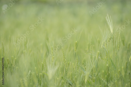 鮮やかな緑の麦畑　4月 © 正人 竹内
