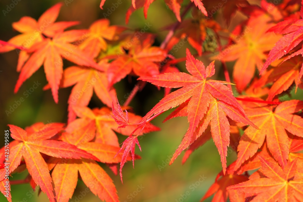 Maple Leaf is Autumn background with red & yellow leaves.in the Taiwan. Maple Leaf is Autumn background with red & yellow leaves.in the Taiwan.