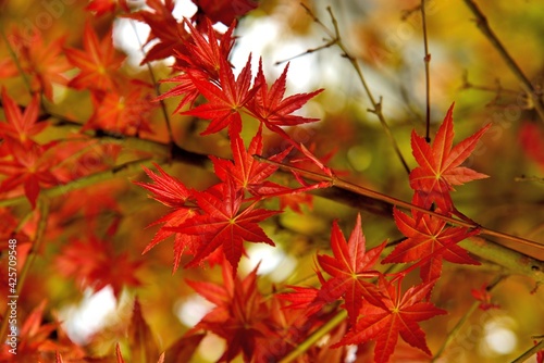 Maple Leaf is Autumn background with red   yellow leaves.in the Taiwan.