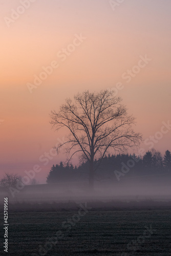 Mgły o wschodzie słońca © Katarzyna