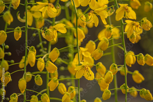 Kanikonna / Konnapoo - The Vishu Special Flower 
Cassia fistula, commonly known as golden shower, purging cassia, Indian laburnum.
 photo