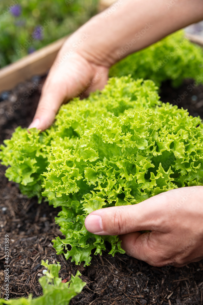 Man picking or harvesting a fresh lettuce or lollo rosso salad