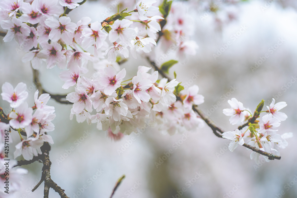 Cherry Blossom, Japanese park Amstelveen, The Netherlands Cherry Blossom, Japanese park Amstelveen, The Netherlands