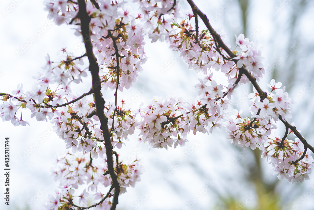 Cherry Blossom, Japanese park Amstelveen, The Netherlands Cherry Blossom, Japanese park Amstelveen, The Netherlands