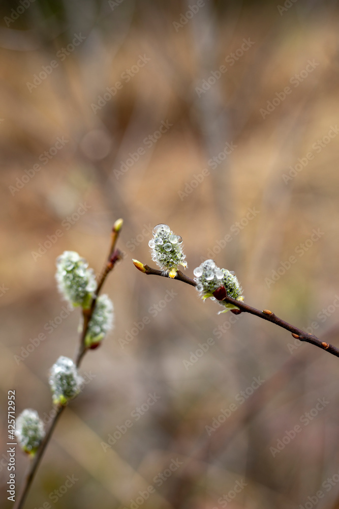 Blooming willow twigs with raindrops on a natural background, horizontal Blooming willow twigs with raindrops on a natural background, horizontal