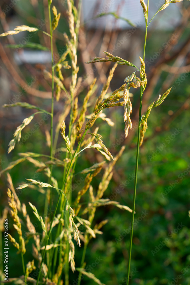 Fototapeta premium Close up of green pampas grass at summer day