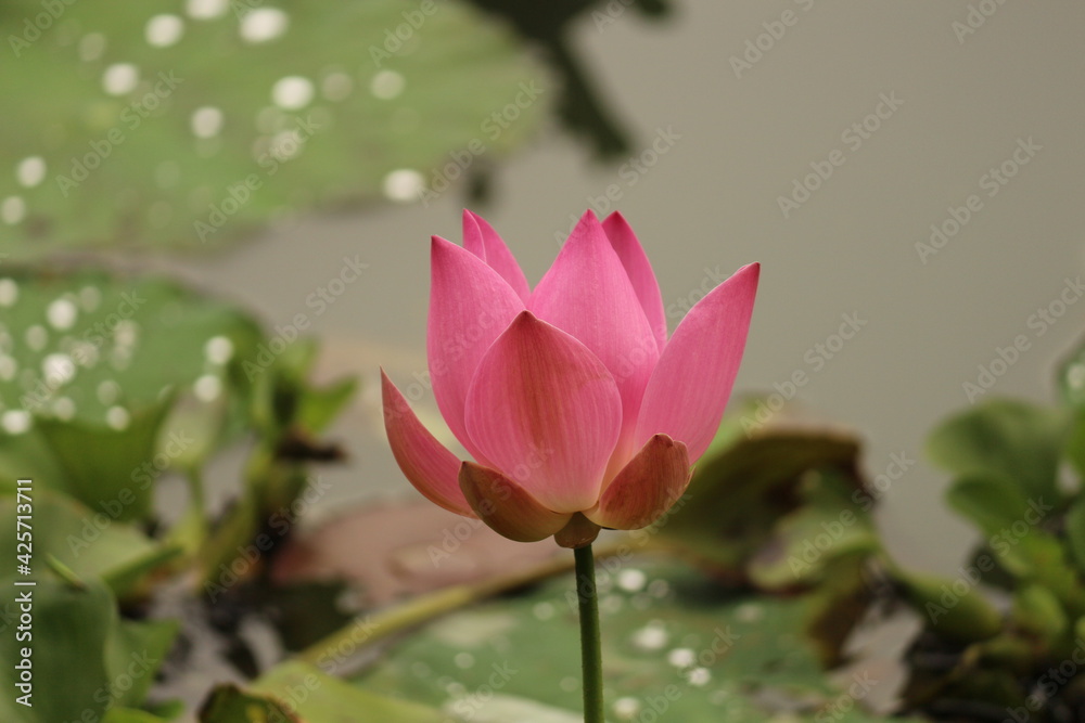 pink lotus flower pink lotus flower