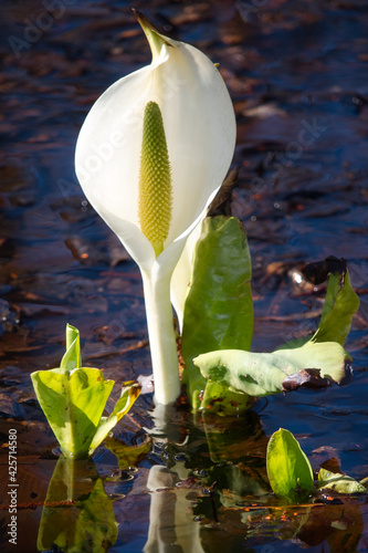 Single white skunk cabbage in wetland, Hokkaido, Japan photo