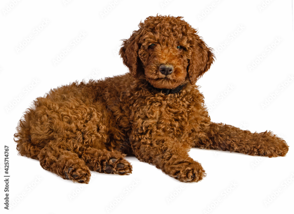 Beautiful furry Labradoodle puppy lying and looking at camera