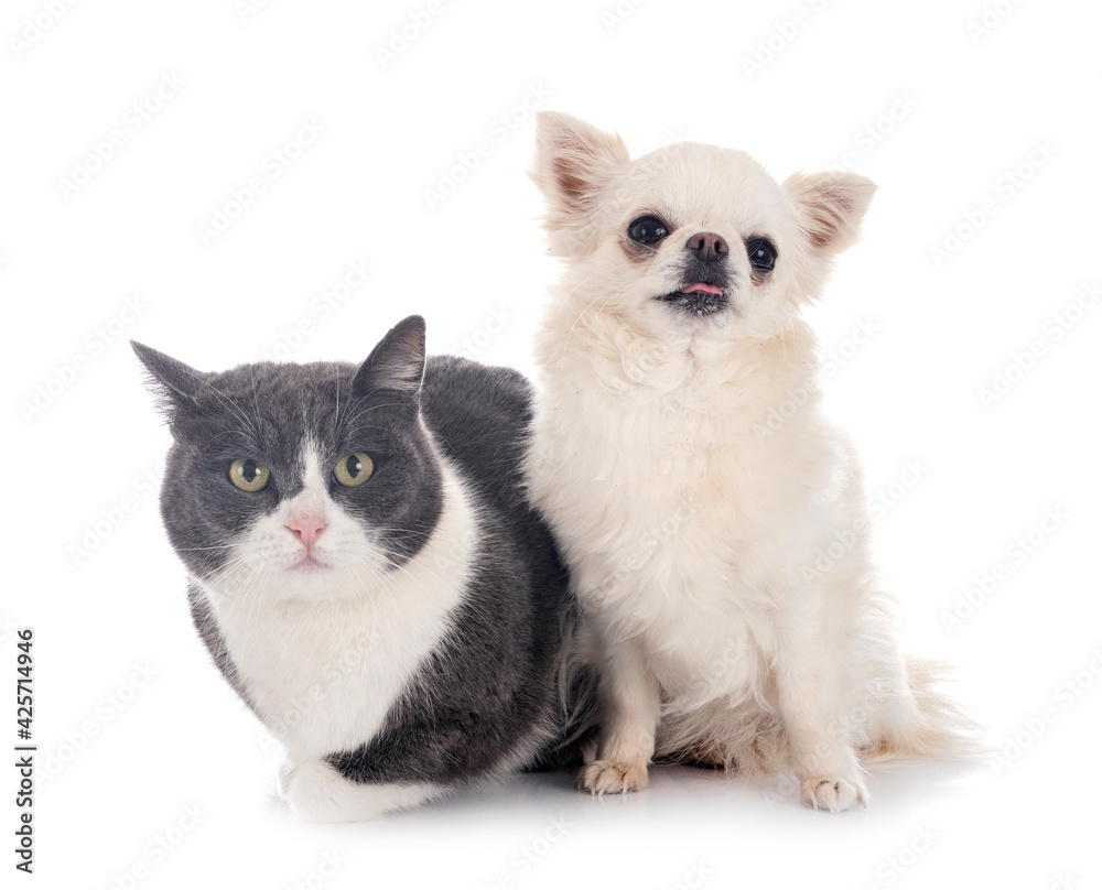 feral cat and chihuahua