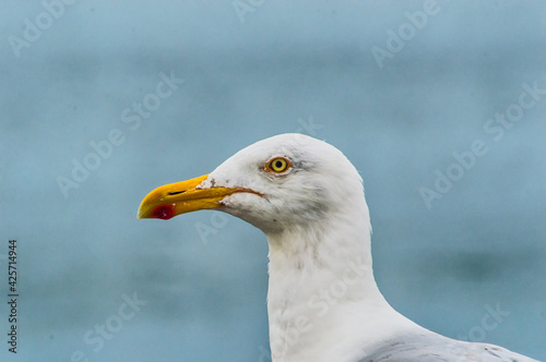 Seagull photo