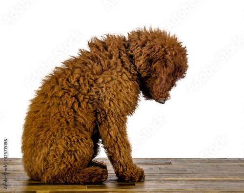 Fluffy Brown Labradoodle Puppy Looking down at wood floor on White Background photo