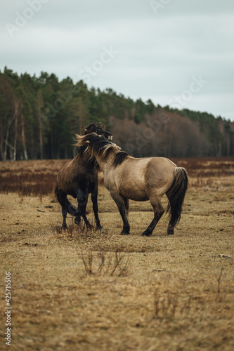 Selective focus shot of two wild horses playing with each other in the field