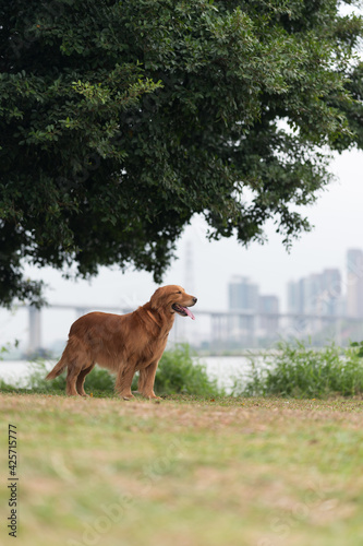 Golden Retriever playing on the grass in the park © chendongshan