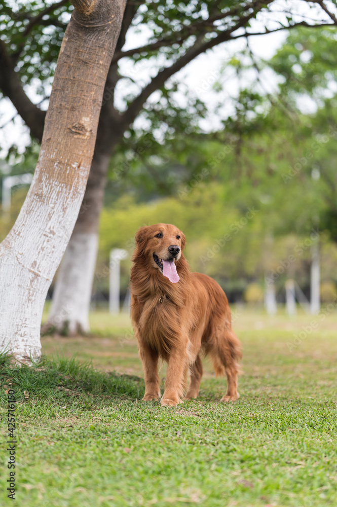 Obraz premium Golden Retriever playing on the grass in the park