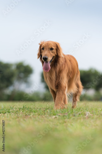 Golden Retriever playing on the grass in the park