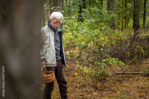 Senior man collecting mushrooms in the forest.