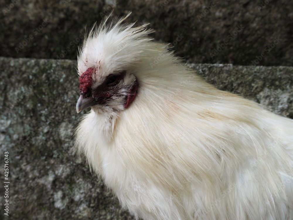 Naklejka premium 美しい烏骨鶏