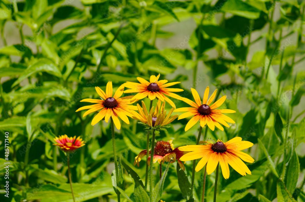 Fototapeta premium Yellow flowers in the garden outdoors in summer