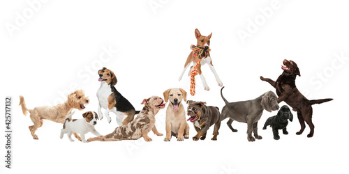 Canvas Print Creative collage of different breeds of dogs isolated over white background