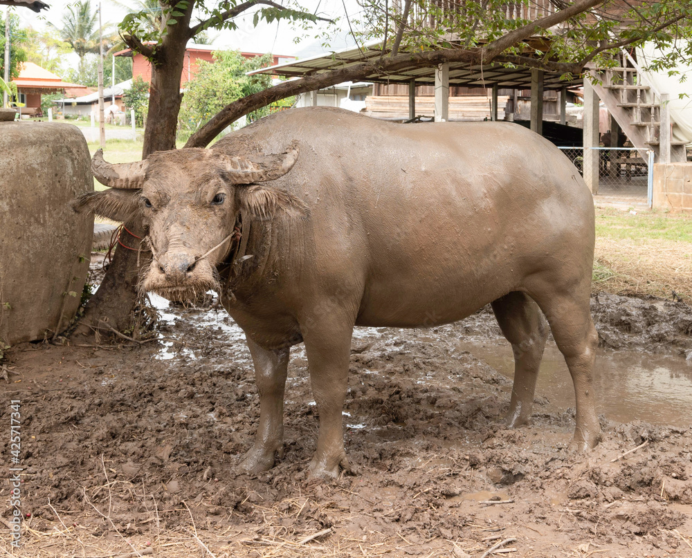 Fototapeta premium buffalo