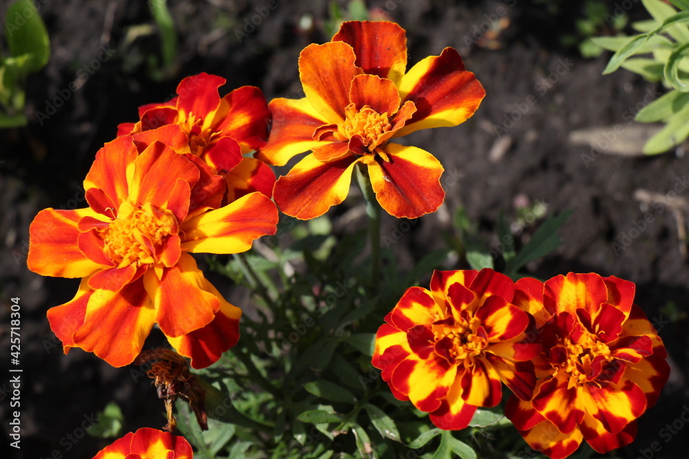 orange marigold flowers in the garden orange marigold flowers in the garden