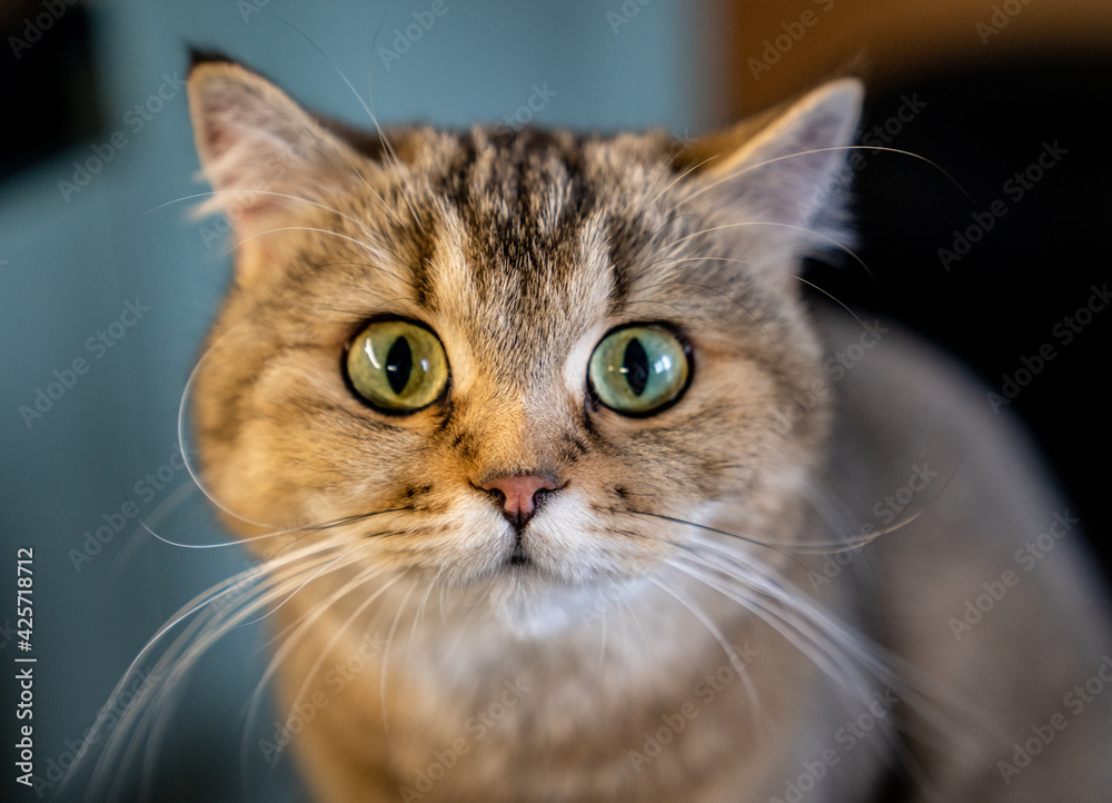 Cat Olive dreamy gaze