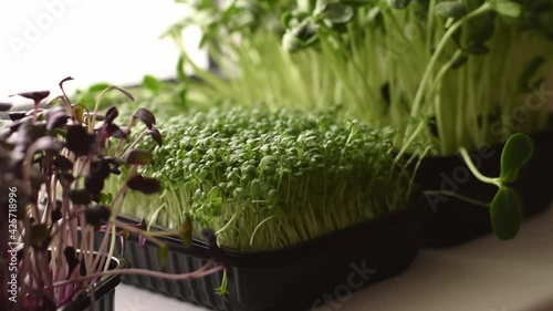 Microgreens of radish sango,sunflower and watercress salad grown in a tray on a home windowsill.The concept of healthy eating,vegan concept.Home gardening.Slow motion.