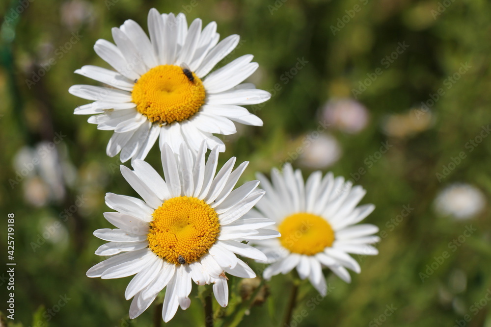 daisies in the garden