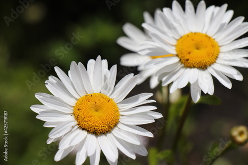daisy flowers closeup
