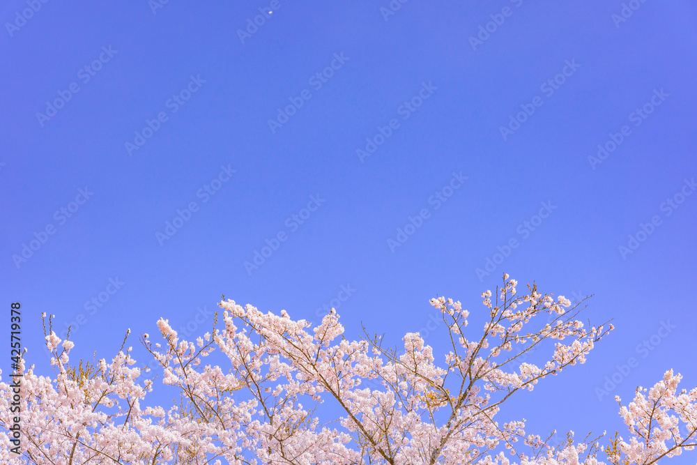 宮城県北部の加護坊山　桜満開