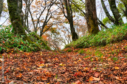 落ち葉が敷き詰められた登山道