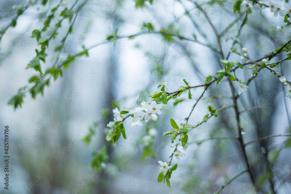 blossoming tree in spring, snow on white cherry flowers in spring, snow-covered flowering trees, natural phenomena, snow fell in april, selective focus on snow-covered grass