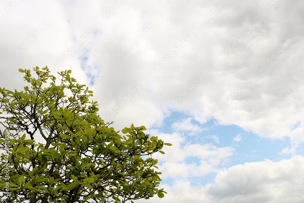 春の空 新緑 風景 春の空 新緑 風景